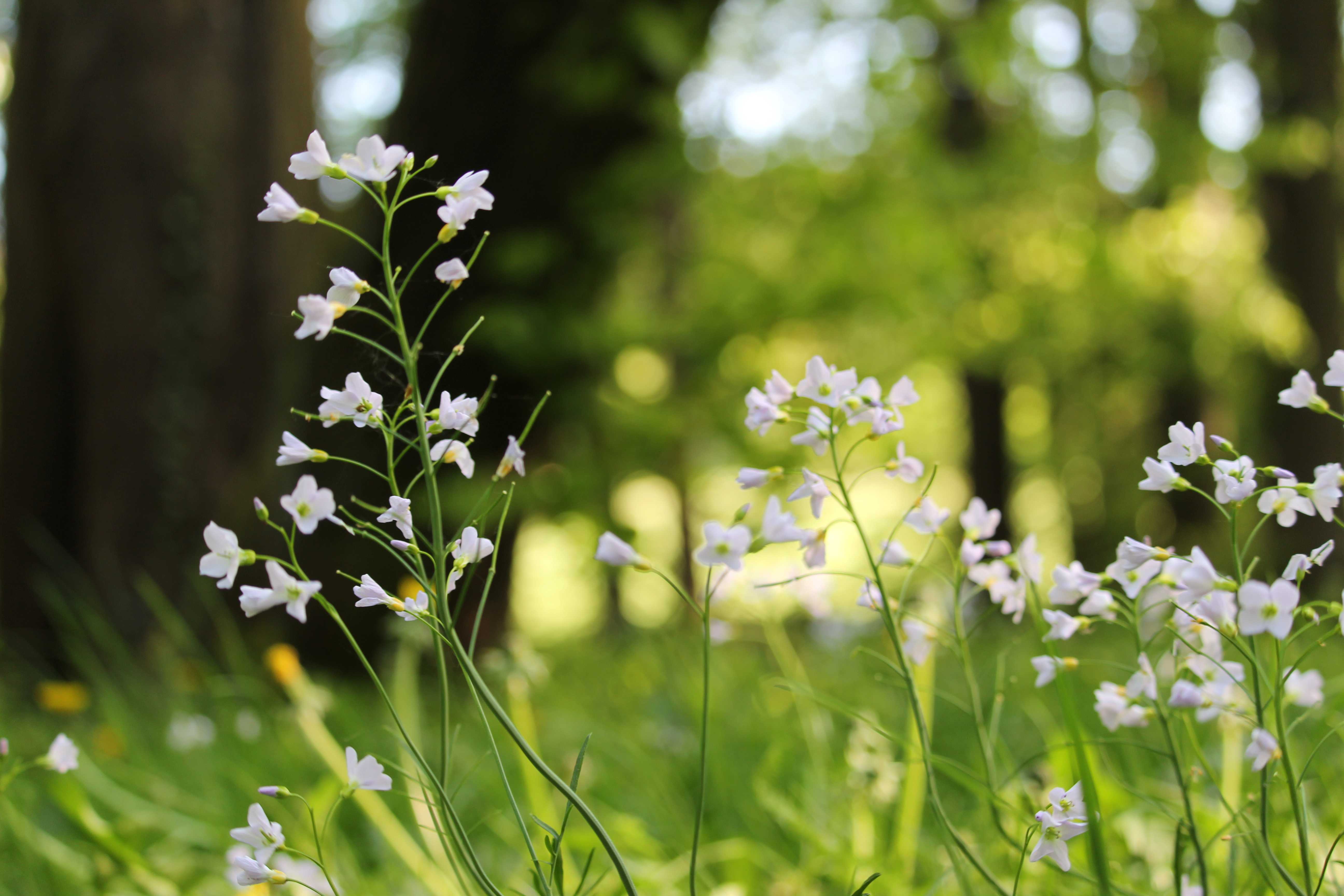 Ganz in Weiß - Dinner im Schlosspark